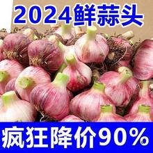 2024云南紫皮大蒜头湿蒜新蒜大果鲜蒜头5斤新鲜农家多瓣蒜3/9斤