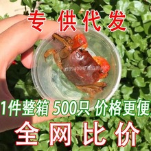 辣椒蟹相守蟹小螃蟹批发豆豆蟹相手蟹小螃蟹批发摆摊活的宠物蟹