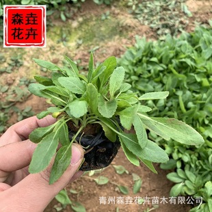 �ݻ���β���޸����� �{���ͺ������������l��β������