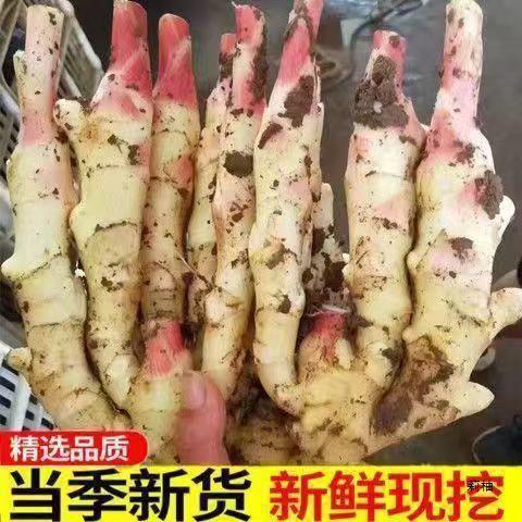 Freshly Dug Ginger, Red Sprouts, Fresh Ginger, Tender Ginger, Farm-Made Sugar and Vinegar Pickled Ginger, Tender Ginger, Fresh Tender Ginger Freshly Dug Ginger, Red Sprouts, Fresh Ginger, Tender Ginger, Farm-Made Sugar and Vinegar Pickled Ginger, Tender Ginger, Fresh Tender Ginger
