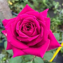 ���������¼�õ����л�õ�t�����^���Gֲ�������NޱͥԺ�̨����