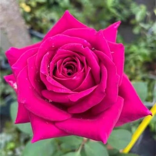 ���������¼�õ����л�õ�t�����^���Gֲ�������NޱͥԺ�̨����