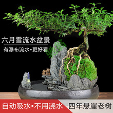 yut流水版六月雪盆景植物室内福建茶盆栽老桩罗汉松绿植山水假山