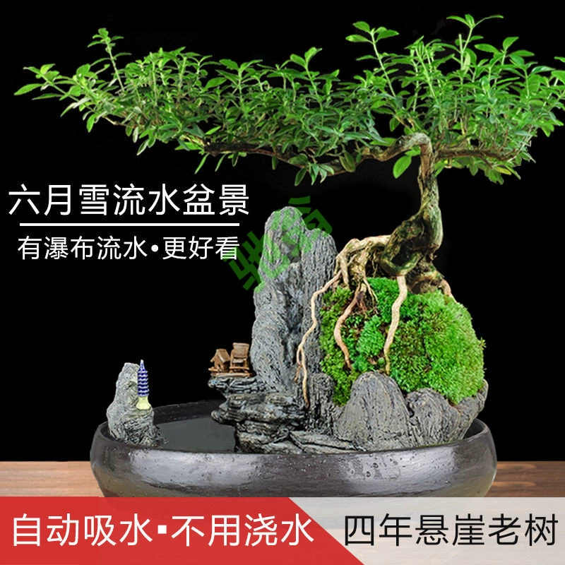 Текущая вода версия июньского снежного бонсай растения комнатный чай Фуцзянь
