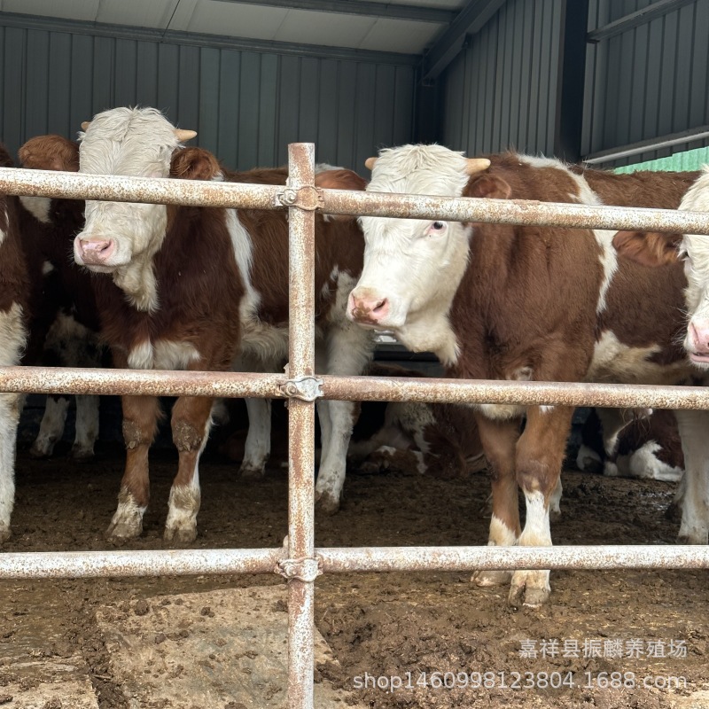 广东小土黄牛犊三元杂肉牛犊安格斯牛苗价格西门塔尔肉牛养殖场