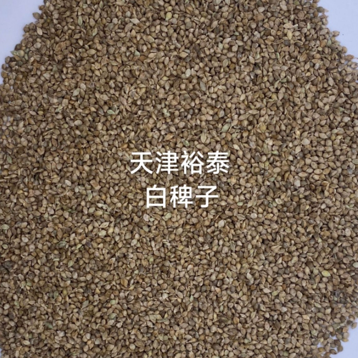 白稗子草籽酿酒酒粮鸟食