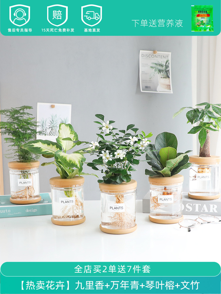 [인기 꽃] 구리향 + 디펜바키아 + 진예반얀 + 돈나무 + 아스파라거스 아스파라거스 (무료 영양액)