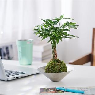 Braided Money Tree Moss Ball Plant Small Potted Hydroponic Plant Indoor Desktop Living Room Office Green Plant Flower