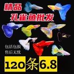 鱼天使鱼观赏鱼活体凤尾鱼苗淡水宠物鱼好鱼纯种精品鱼孔雀鱼