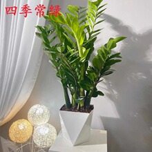 Xֲ҃ȿ͏dBlؔk^~Gֲļ