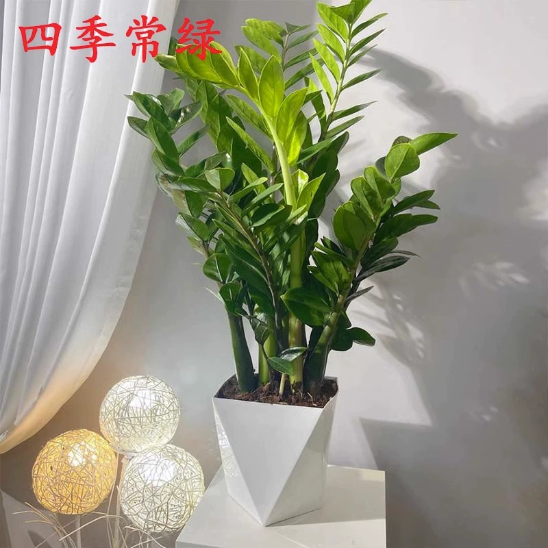 Денежное дерево Горшечное растение Внутренняя гостиная Хорошее повышение богатства Дерево Офис Листья Просмотр Зеленая атмосфера посадки Вечнозеленое все сезоны