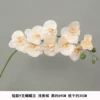 Short 9 fork Phalaenopsis Light Champagne