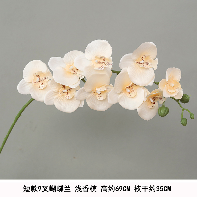 Short 9-pronged phalaenopsis light champagne