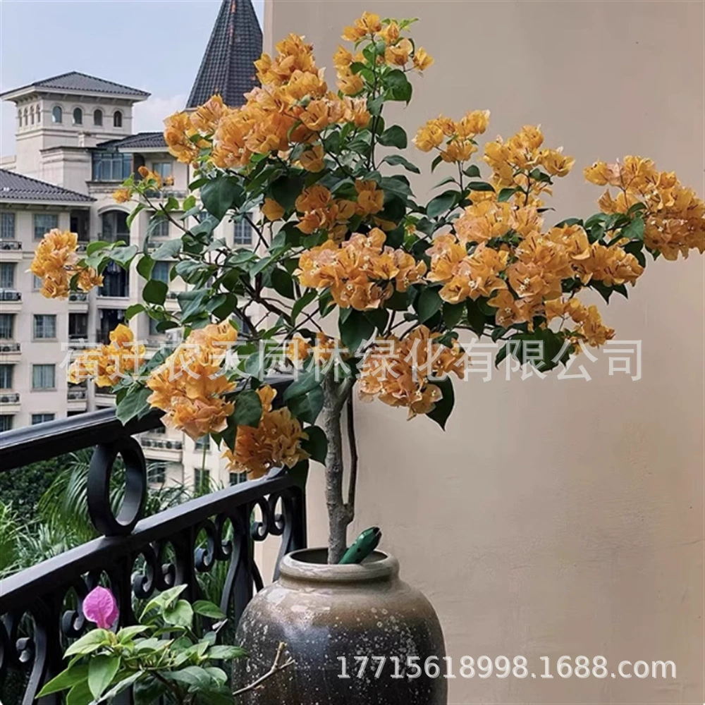 Double Red Bougainvillea в горшке альпинистские виноградные садовые растения старый ворс многоцветные цветы, цветущие в четыре сезона легко жить