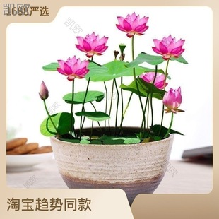 ��ɏˮ��ֲ�ﻨ���҃Ȼ����B�N���Ѻɻ����Կ͏d˯ɏ�ļ��_��ˮ�B