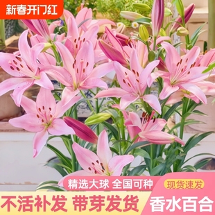 [10 Buds] Double-Flowered Perfume Lily Bulbs Are Easy to Feed All Year Round Potted Balcony Lily Seeds