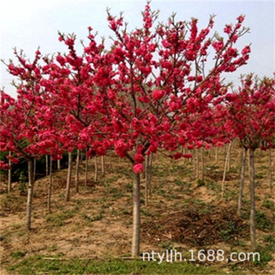 �ջ����^�p�һ��t�~���Ҙ��Ҙ仨�ܹ��̾G�������~���L������ͥԺ