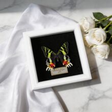 ̫ꖶ�ϡ����������[̨�߼����ͶY�����˱��b������ѶYƷ