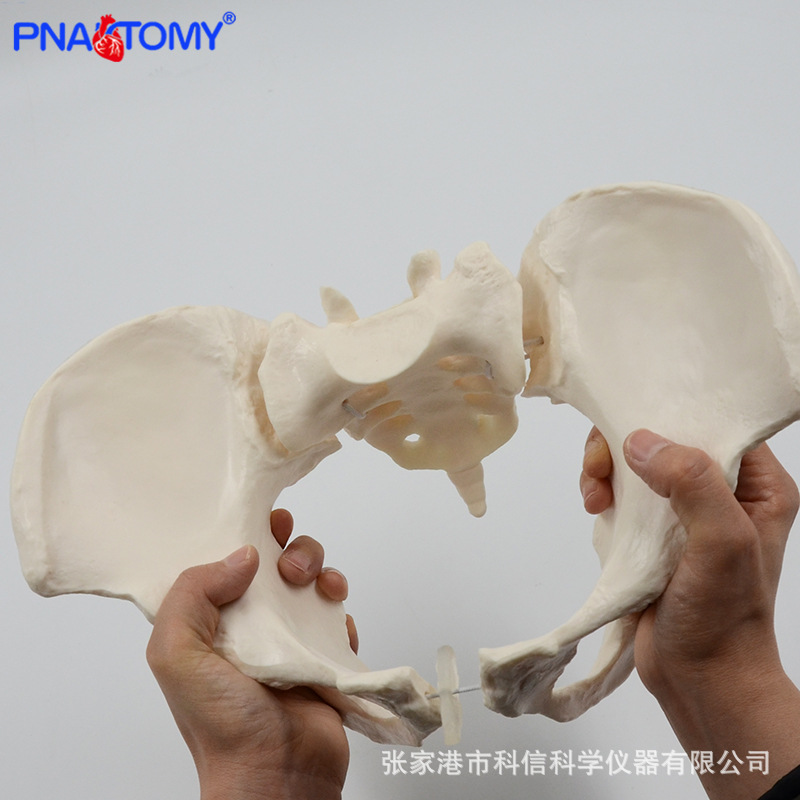 1 a 1 modelo de pelvis móvil sacro cadera pelvis femenina flexible esqueleto humano anatomía músculo del piso pélvico
