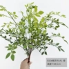 16# Nantianzhu, зелёный (большой)