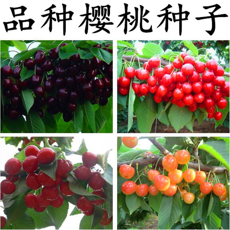散装樱桃树种子车厘子野樱桃山樱桃毛山樱桃大樱桃四季果树种籽