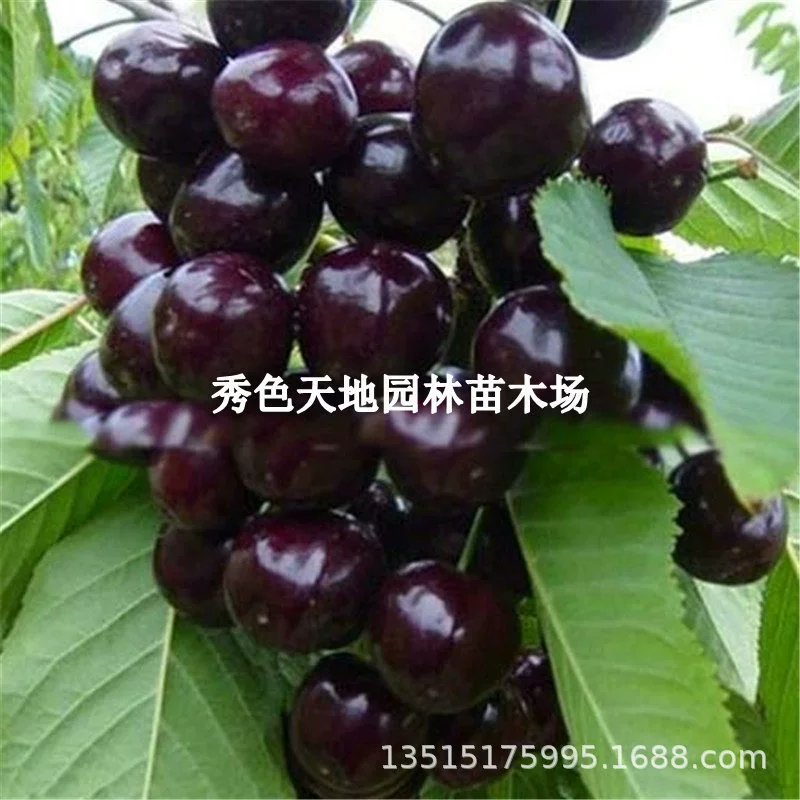 Фруктовые саженцы, саженцы черной перламутровой вишни, настоящие привитые большие саженцы вишни, горшечные растения, посаженные на севере и юге, в том же году дающие плоды.