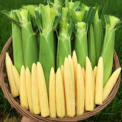 fresh Baby corn Mini Baby corn fruit Corncob Salad Corn Cob Mini Super small