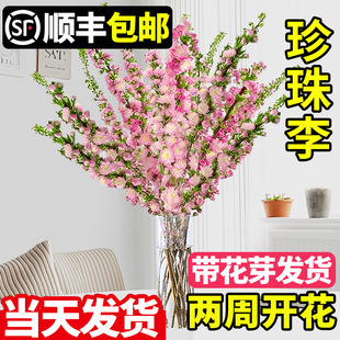 ˮ���������r��֦�ѻ��t÷��֦ˮ���������һ�֦�D÷ѩ���廨�[��