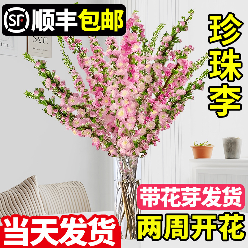 水培珍珠李鲜切枝樱花红梅干枝水培带花苞桃花枝腊梅雪柳插花摆件