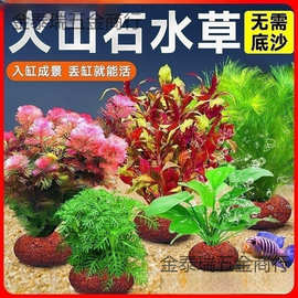 蜈蚣草水培绿菊套餐阴性真草火山石水榕鱼缸造景水草植物净化水质