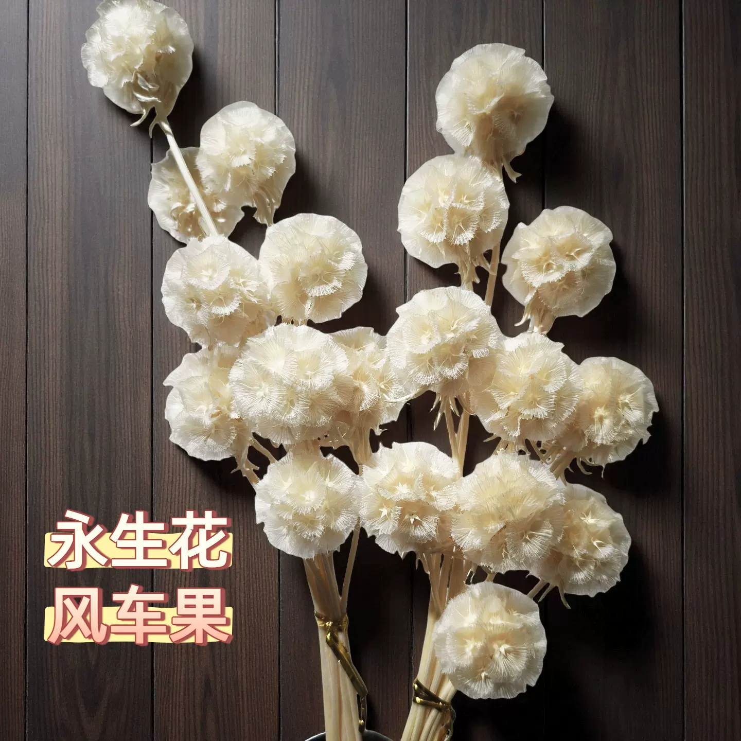 单头风车果永生花干花花束批发云南漂色松虫果家居婚礼装饰花材