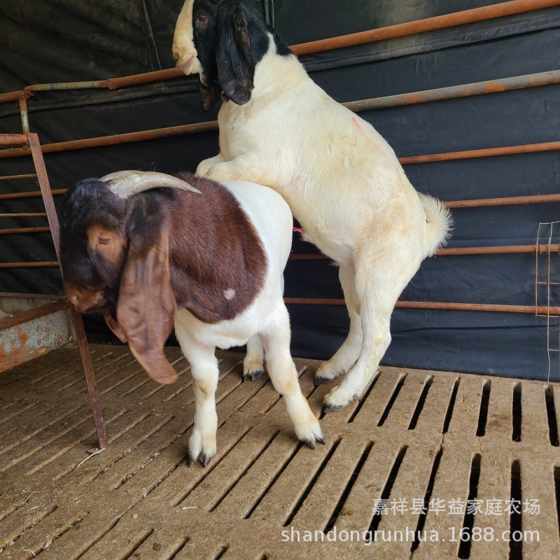 波尔山羊小尾寒羊羔羊 云南有卖小羊苗崽的吗多胎怀孕母羊种羊