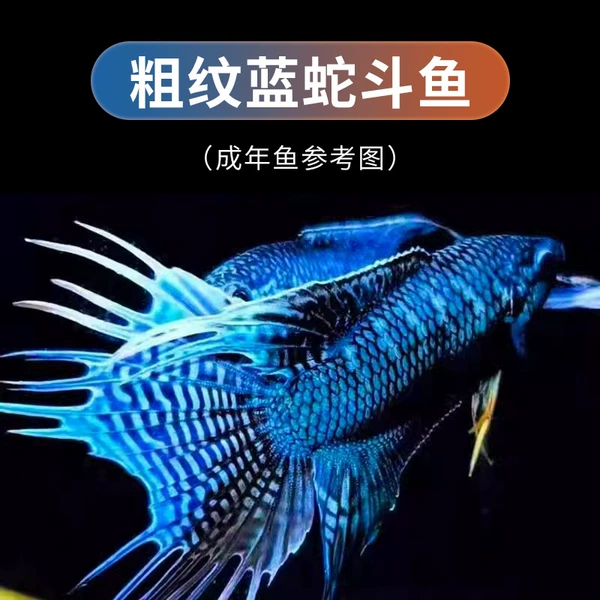 Rough pattern blue snake 2-3cm fish seedlings 6