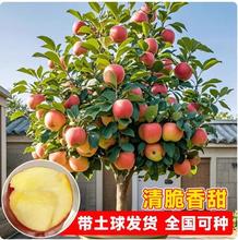 苹果树果苗矮化盆栽地栽特大南方北方种植当年结果嫁接鸡心苹果苗