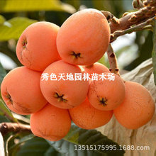 嫁接枇杷果树苗大红袍枇杷果苗大果无核盆栽地栽耐寒品种南北种植