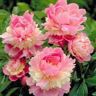 Peony Flower Seedlings with Buds Blooming in All Seasons, Flower Roots, Balcony Potted Courtyard Flowers, Ornamental Peonies, Flower Plants, Peonies