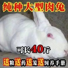 兔子活兔大巨型肉兔小白兔小兔子种兔家养肉兔苗月月兔可长四十斤