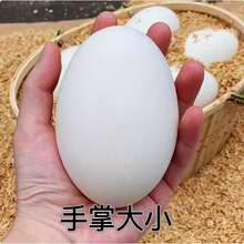 热卖新鲜鹅蛋农家散养大鹅蛋野外河水放养孕妇用鹅蛋土大个头好蛋