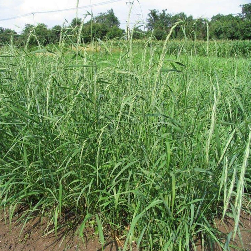 Оптовая Продажа с фабрики Семена Elymus, озеленение песка в горнодобывающей области не боится высокотемпературной защиты склона и закрепления почвы четыре сезона кормовых семян