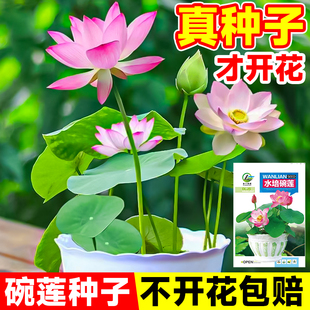 ˮɏNļ˯ɏɻˮBֲ҃ȸB~XݲѷN