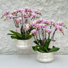 ���Q����߼����W�O���L����Ҿ��մɺ����m�ߙn�p�ݸ߼��л�����