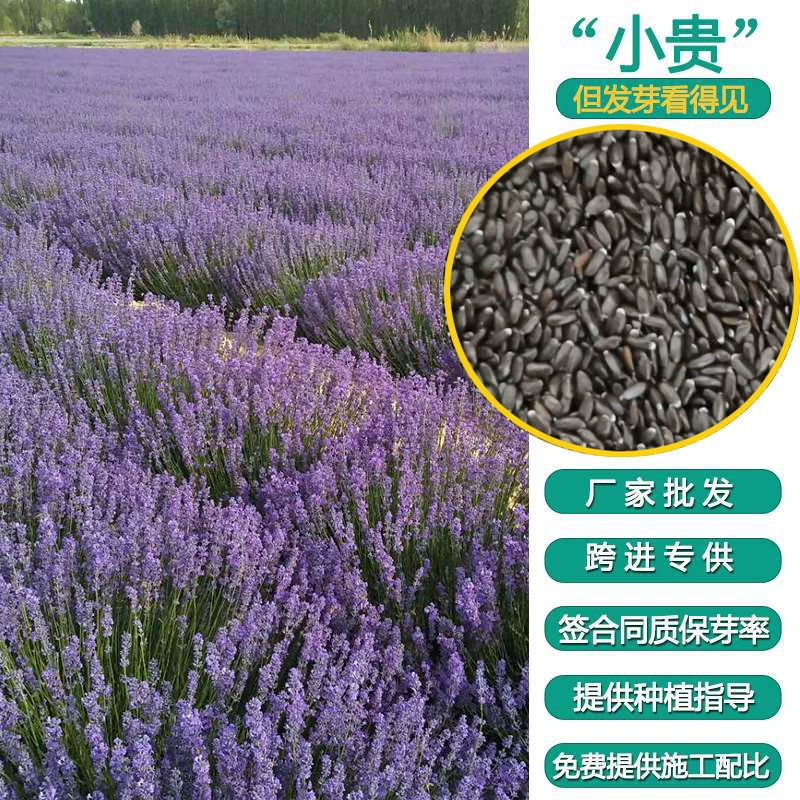 Высококачественные семена лаванды для всех сезонов, подходят для создания цветочных грядок, озеленения травяных участков и ландшафтного дизайна живописных зон. Полный ассортимент сортов, большие объемы и скидки.