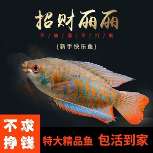 ����Ѫ�����S�{�����~�����R���~��������~ˮ�匙����w����