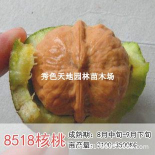 �޽Ӻ��Ҙ���8518��Ƥ���Ҽ�Ƥ���Ү���Y���ͺ��������Եع�����