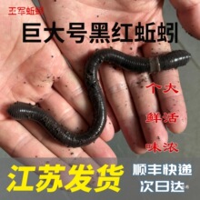 �ش�ڼt���V�����������w������r�������S�X�ش�������D