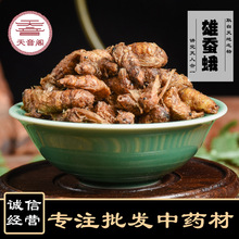 新货雄蚕蛾 中药材批发原蚕蛾 晚蚕蛾 支持药检 一件代发量大从优