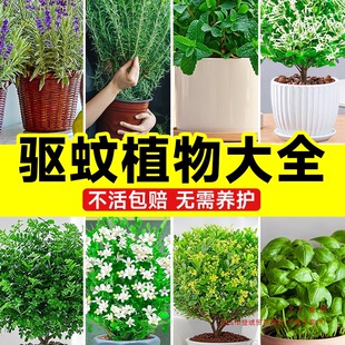 ���ֲ���҃ȱ�������������x�ļ�޹�²�ֲ���̨�Gֲ�������ÿ�