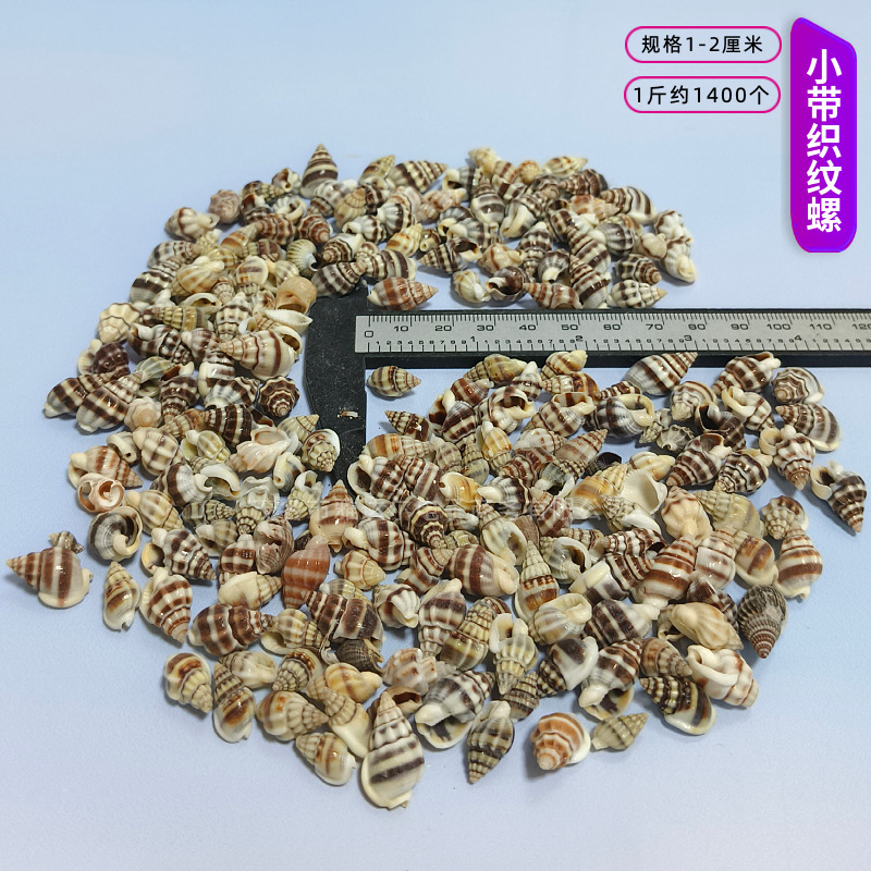 貝殻と法螺貝 1～2cmをポンド単位で販売、貝殻と砂を混ぜて手作りのDIYテーブルを製作、ドリフトボトルを製作|undefined