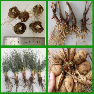 ������������N�������߱޾��ɹ����{��é��滨����N���������