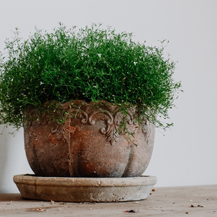 ���P �͹Ÿ����ֹ��\������͸�����f�t�ջ���